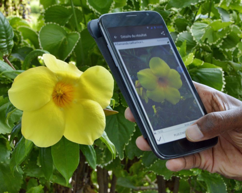 Application pour identifier les plantes