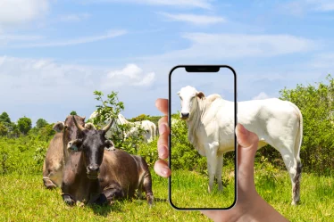 Application pour peser le bétail avec votre téléphone portable